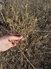 Calycadenia truncata