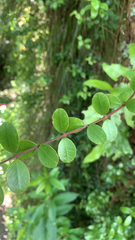 Metrosideros fulgens