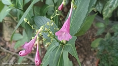 Strobilanthes hamiltoniana