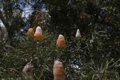 Banksia prionotes