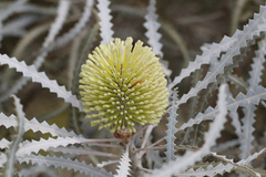 Banksia elegans