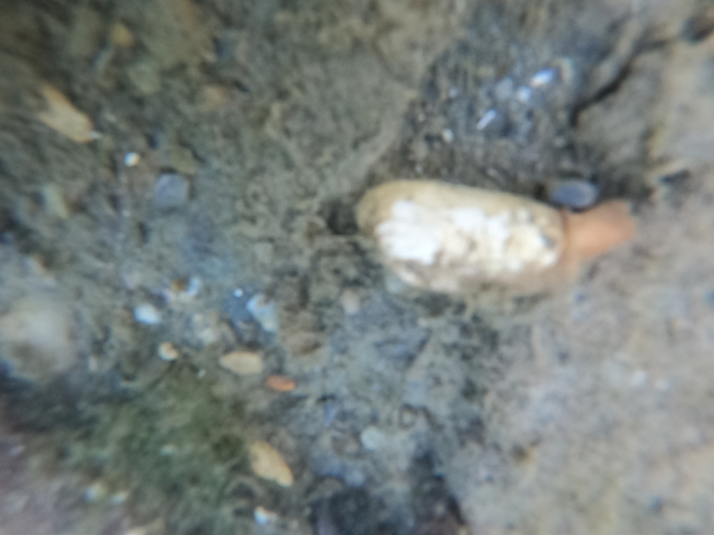 Hiatella meridionalis