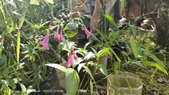 Strobilanthes hamiltoniana