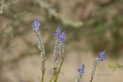 Comesperma calymega