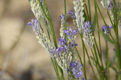 Comesperma calymega