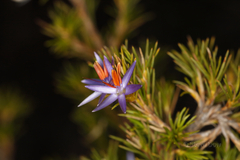 Calectasia narragara