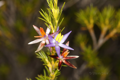 Calectasia narragara