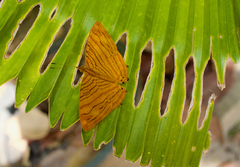 Chersonesia intermedia
