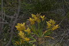 Anigozanthos humilis