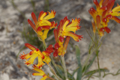 Anigozanthos humilis
