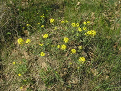 Alyssum montanum gmelinii