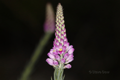 Comesperma virgatum