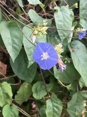 Jacquemontia pentanthos