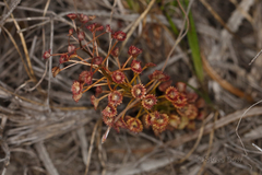 Drosera porrecta