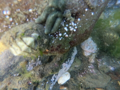 Anasterias antarctica