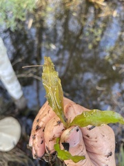 Potamogeton