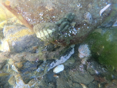 Anasterias antarctica