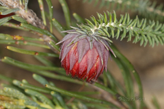 Darwinia neildiana