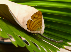 Chersonesia intermedia