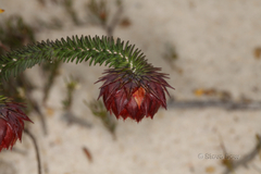 Darwinia neildiana