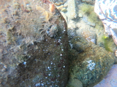 Halicarcinus planatus