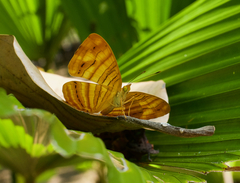 Chersonesia intermedia