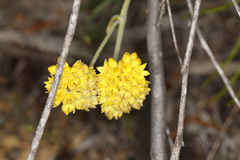 Conostylis candicans