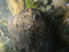 Halicarcinus planatus