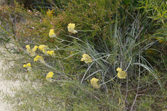 Conostylis candicans