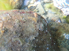 Halicarcinus planatus