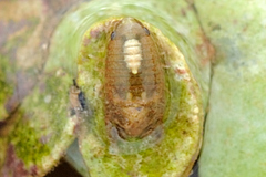 Isopoda