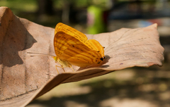 Chersonesia intermedia