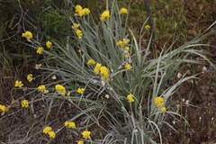 Conostylis candicans