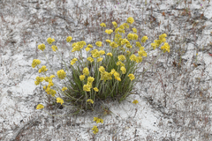Conostylis candicans