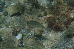 Gerres subfasciatus