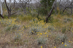 Conostylis candicans