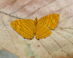 Chersonesia intermedia