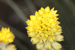 Conostylis candicans