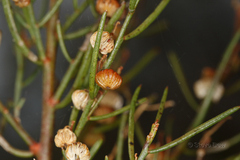 Gyrostemon racemiger