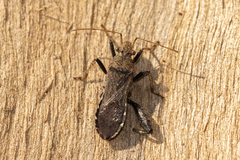 Heegeria tangirica
