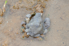 Paranaxia serpulifera
