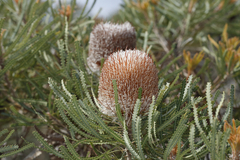 Banksia hookeriana