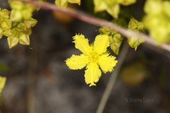 Liparophyllum capitatum