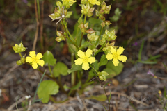 Liparophyllum capitatum