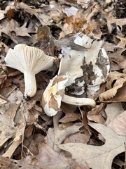 Hygrophorus subsordidus