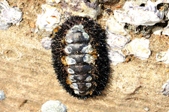 Acanthopleura spinosa