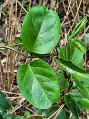 Parsonsia alboflavescens