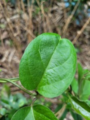 Parsonsia alboflavescens