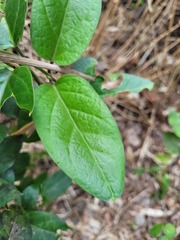 Parsonsia alboflavescens