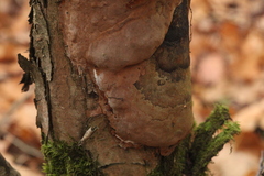 Phellinus alni
